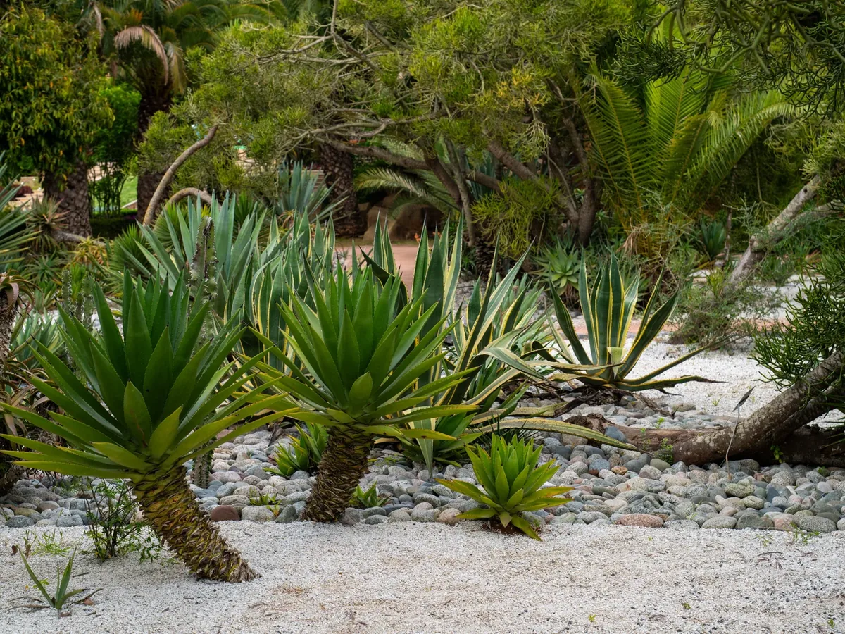 Low-water garden with palms and agaves