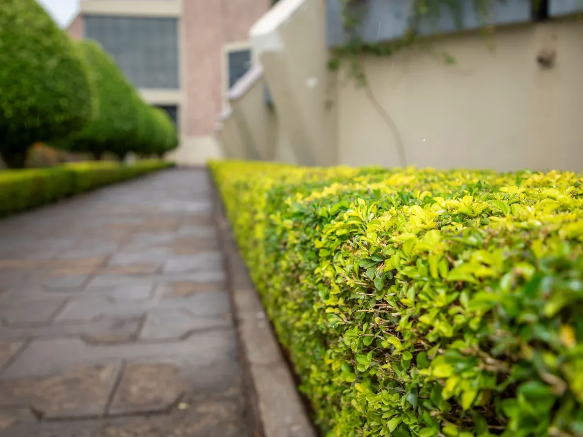 Stone paver walkway beside a low hedge