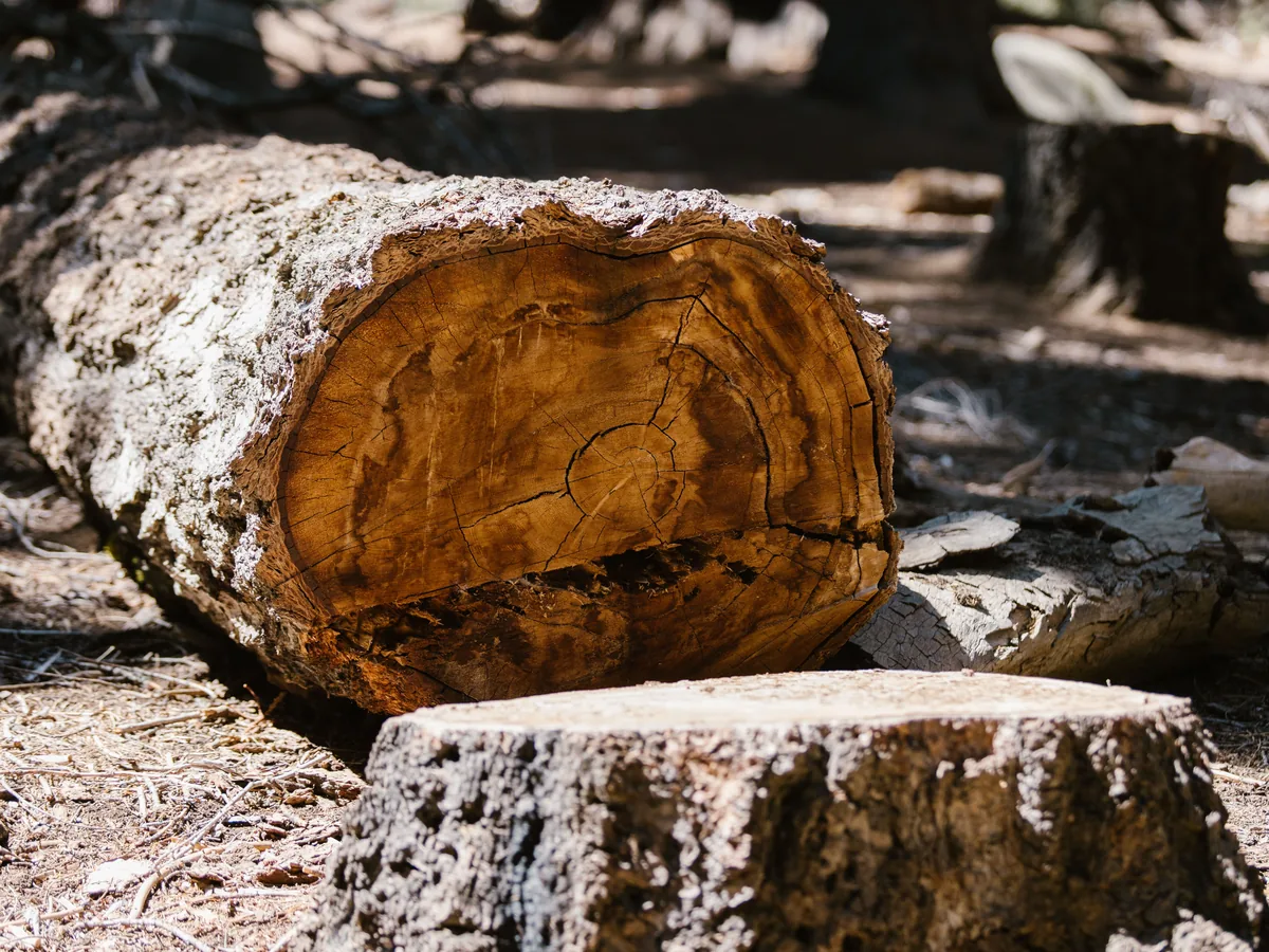 Cut log and stump in a yard