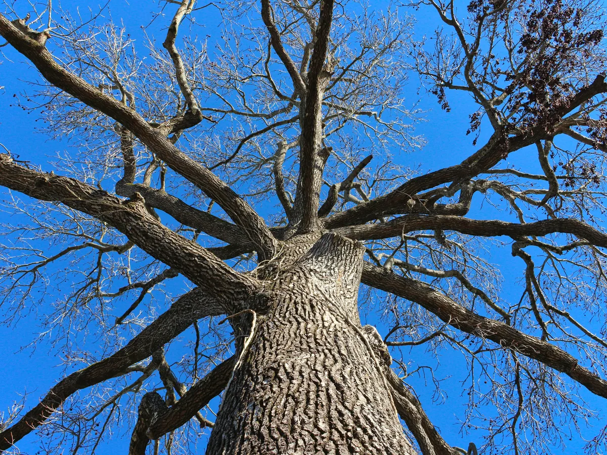Looking up the trunk of a mature oak tree